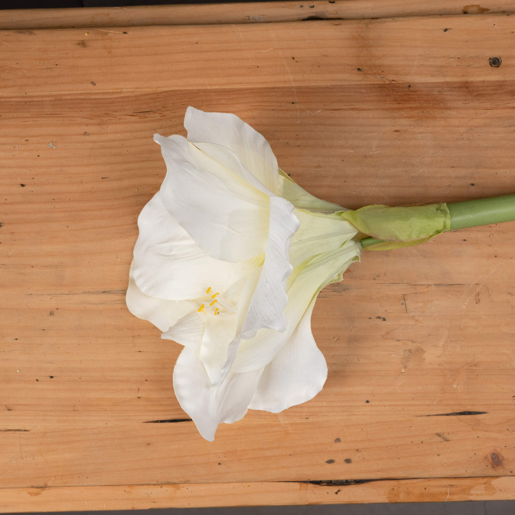 Classic-white-Amaryllis-flower-detail