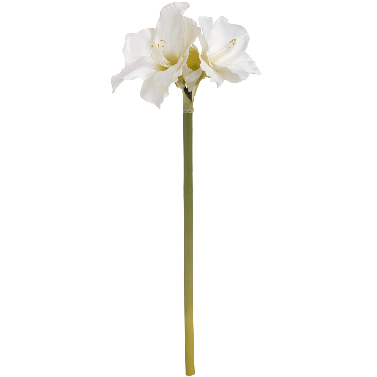 Classic-white-Amaryllis-flower-single-stem