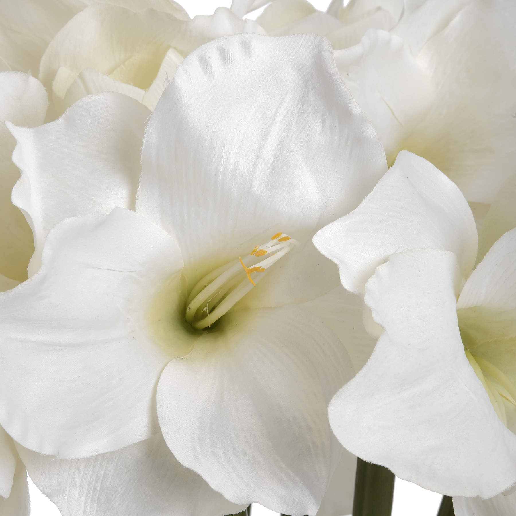 Classic-white-Amaryllis-flower-colour