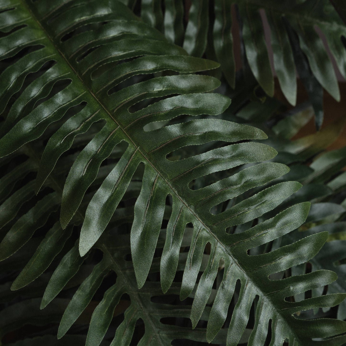 Fern-bunch-close-up