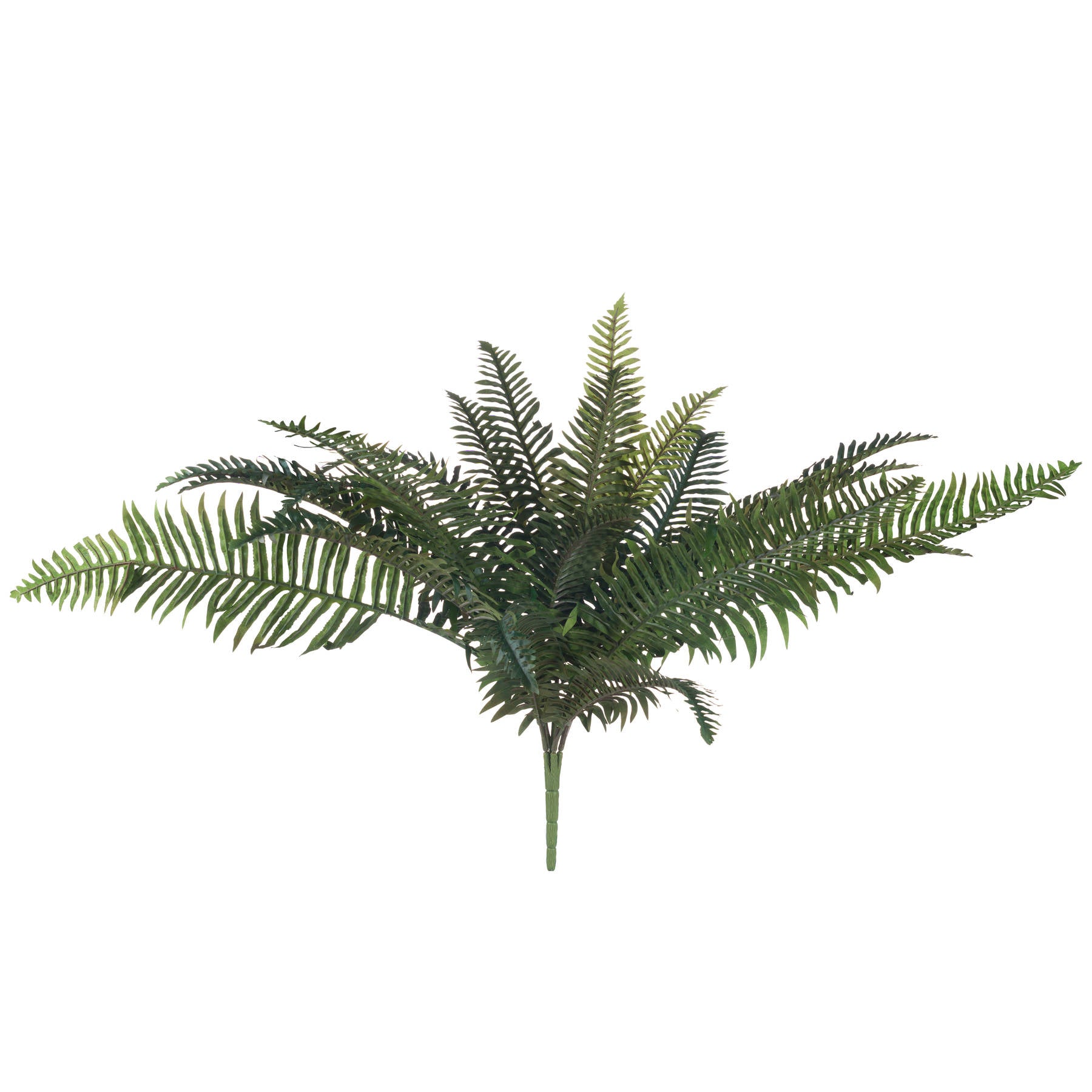 Fern-bunch-single-stem