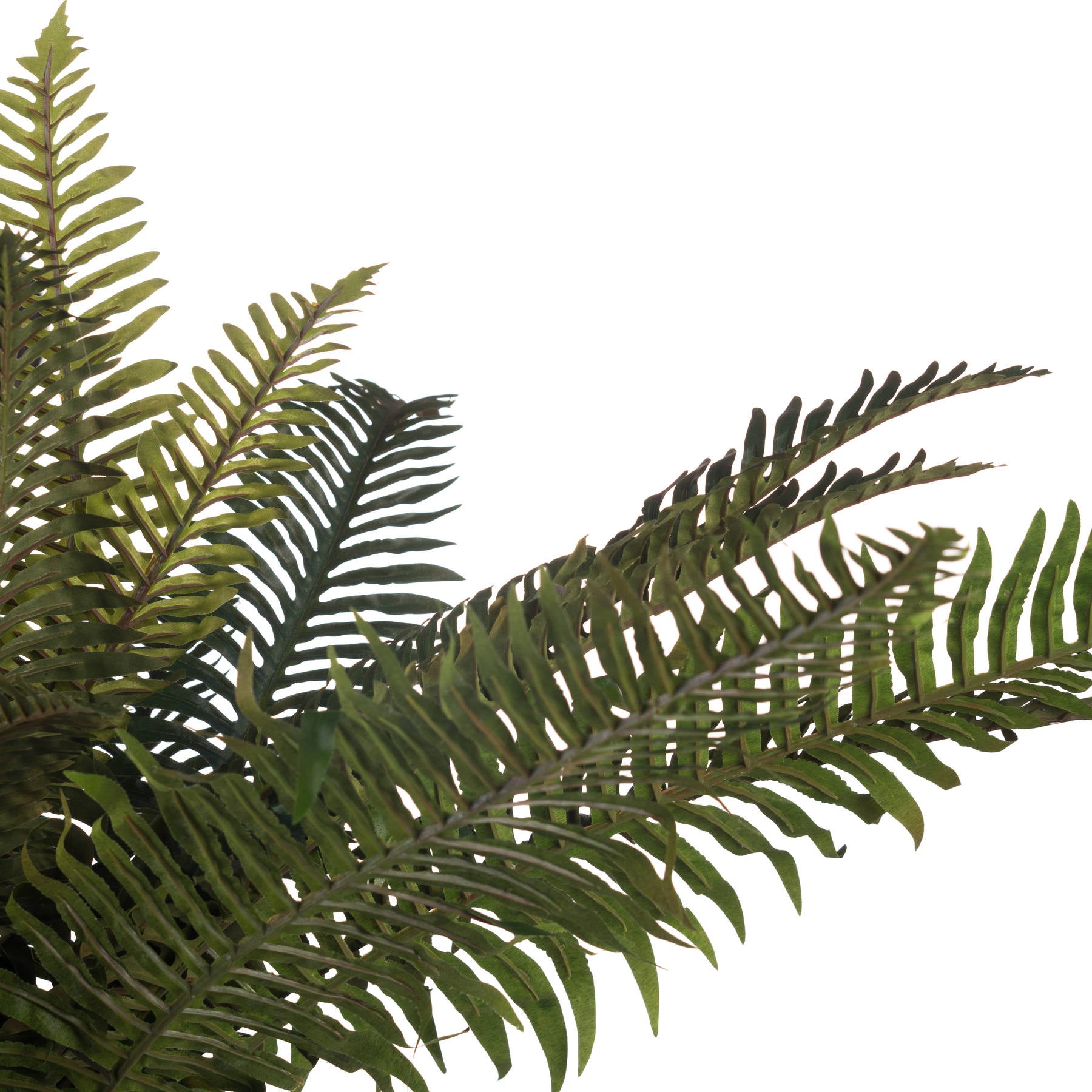 Fern-bunch-detail