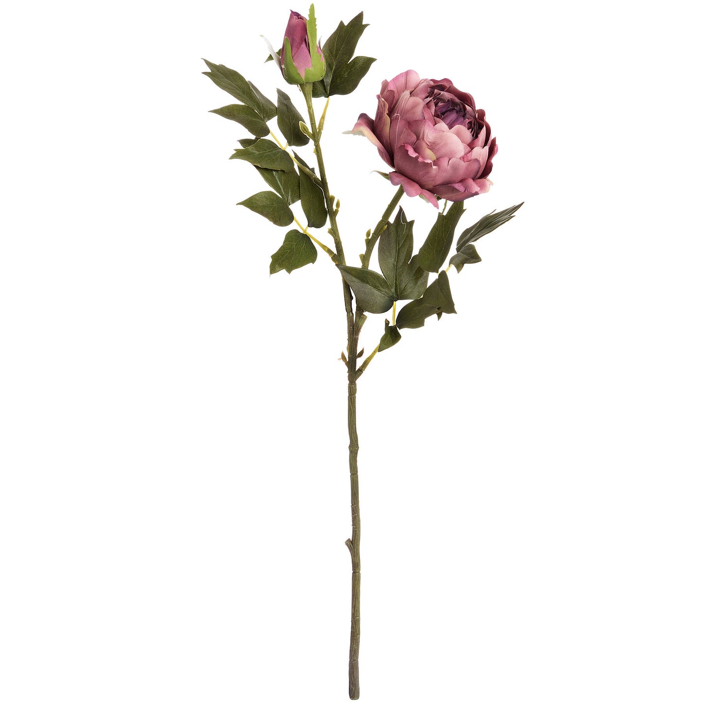 Dusty-pink-spray-rose-peony-single-stem