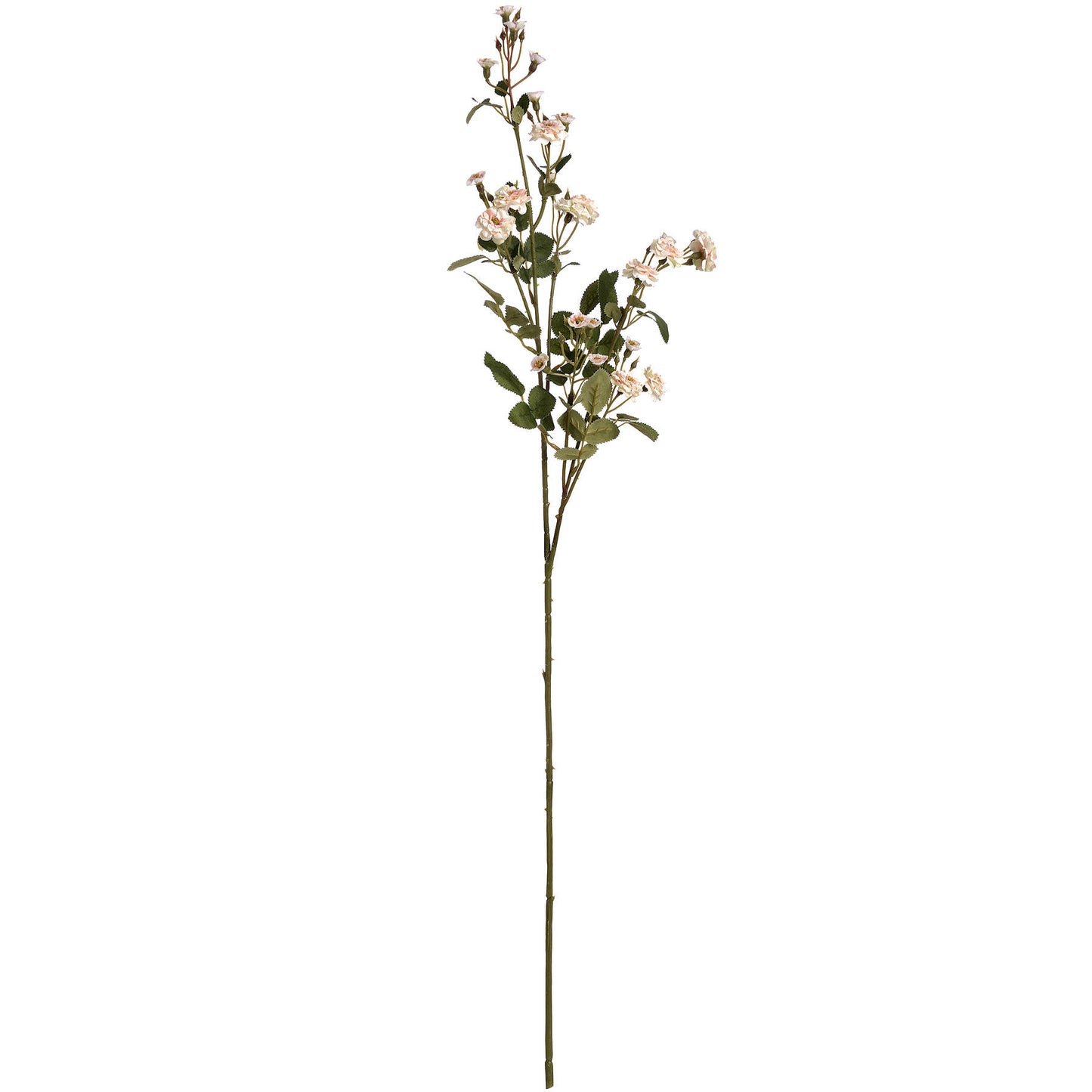 Cream-wild-meadow-rose-single-stem