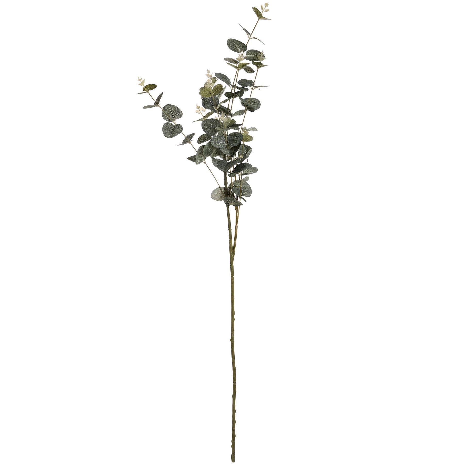 Eucalyptus-spray-single-stem