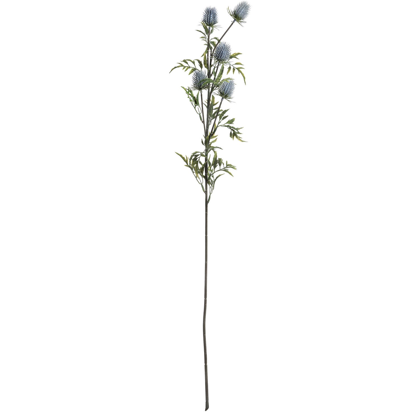 Eryngium-blue-thistle-single-stem