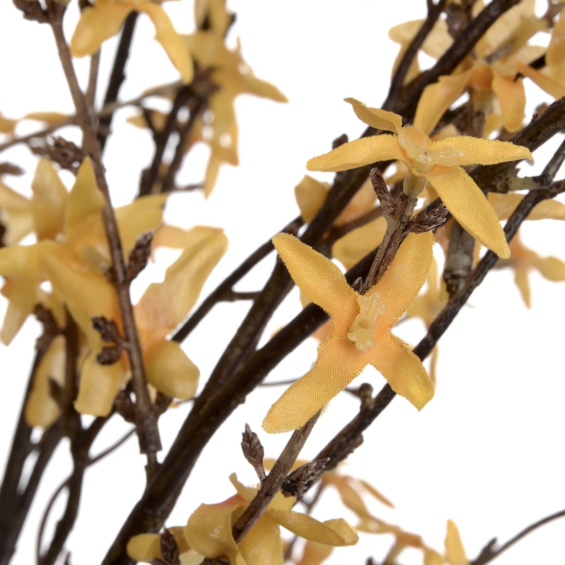 Forsythia-branch-detail