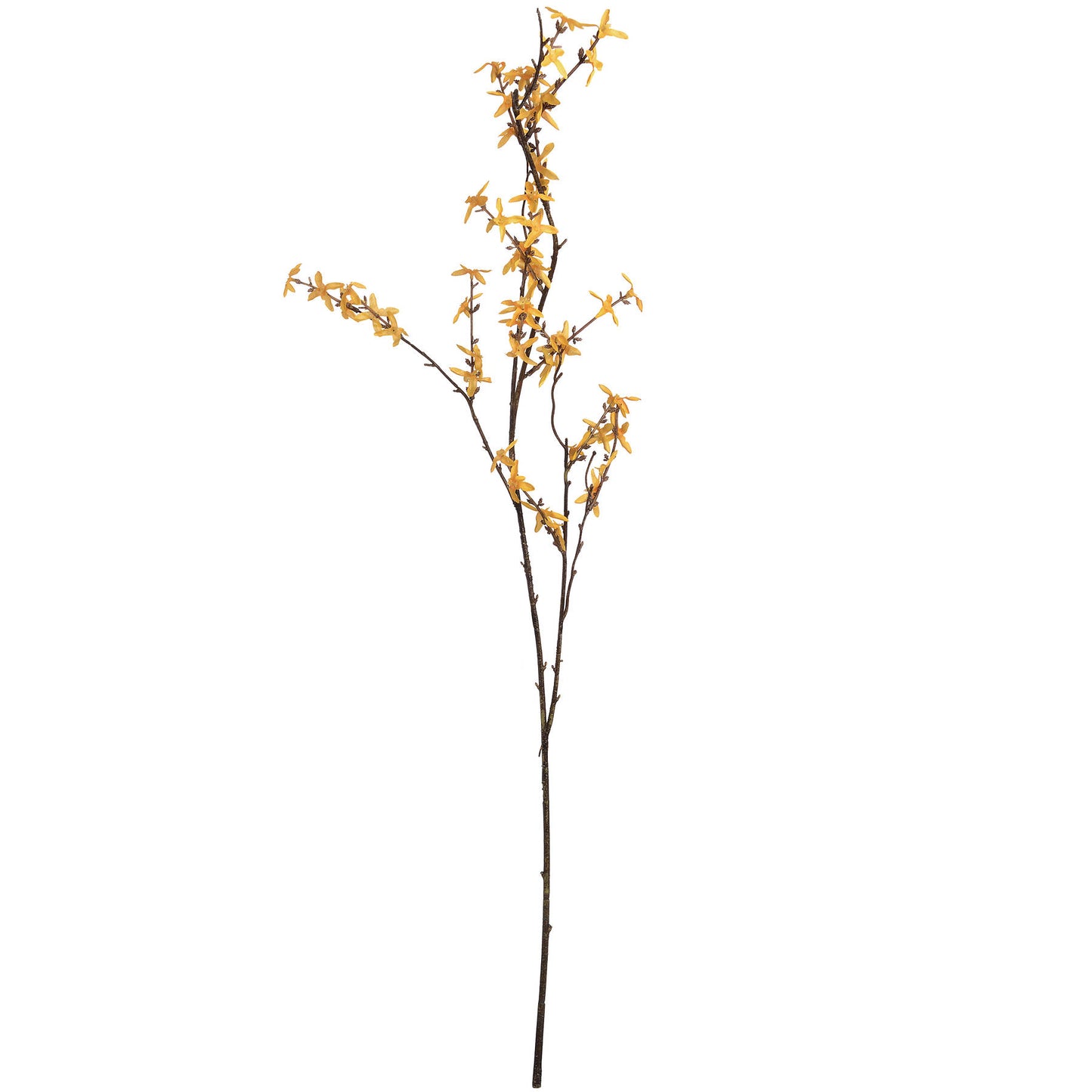 Forsythia-branch-single-stem