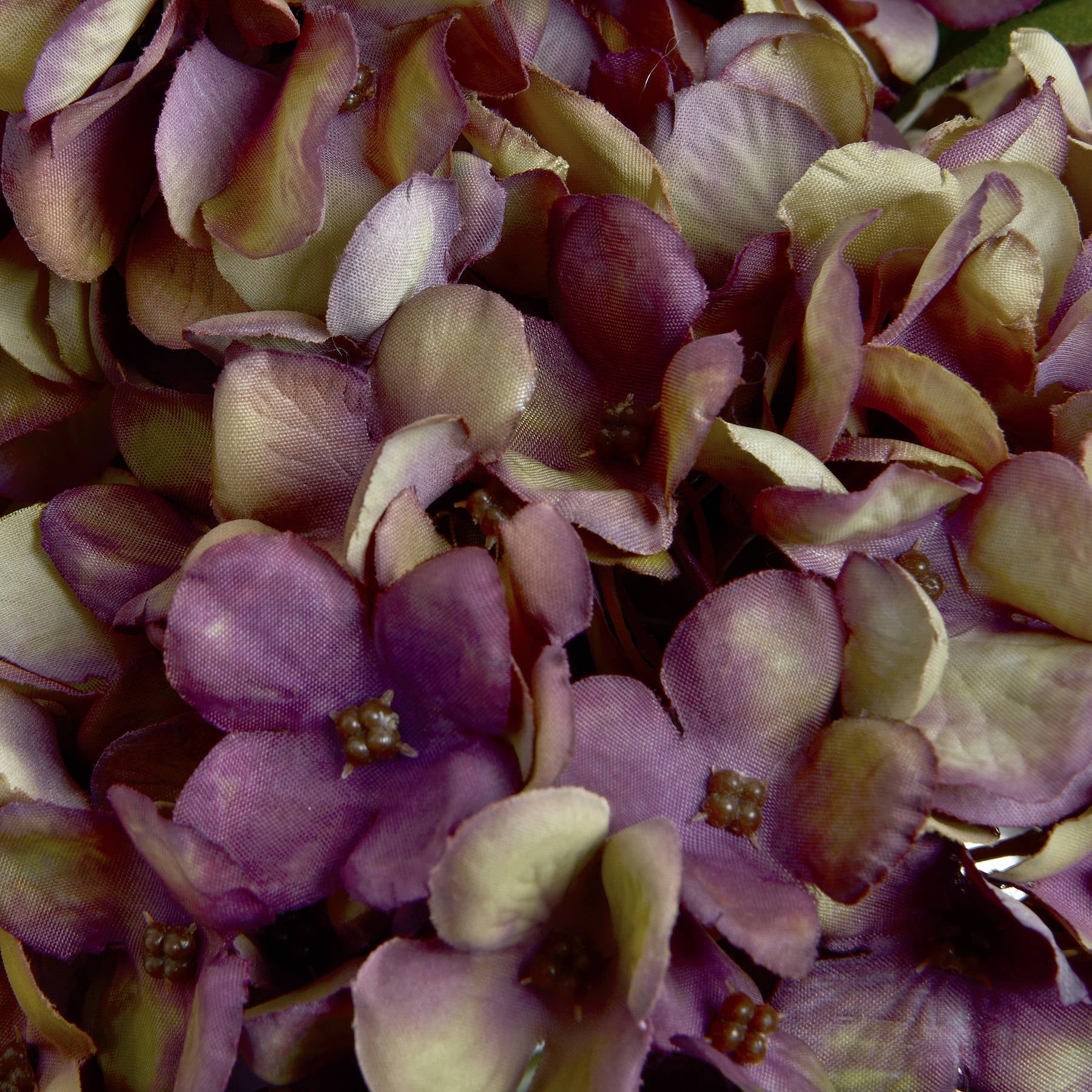 Autumn-burgundy-hydrangea-detail