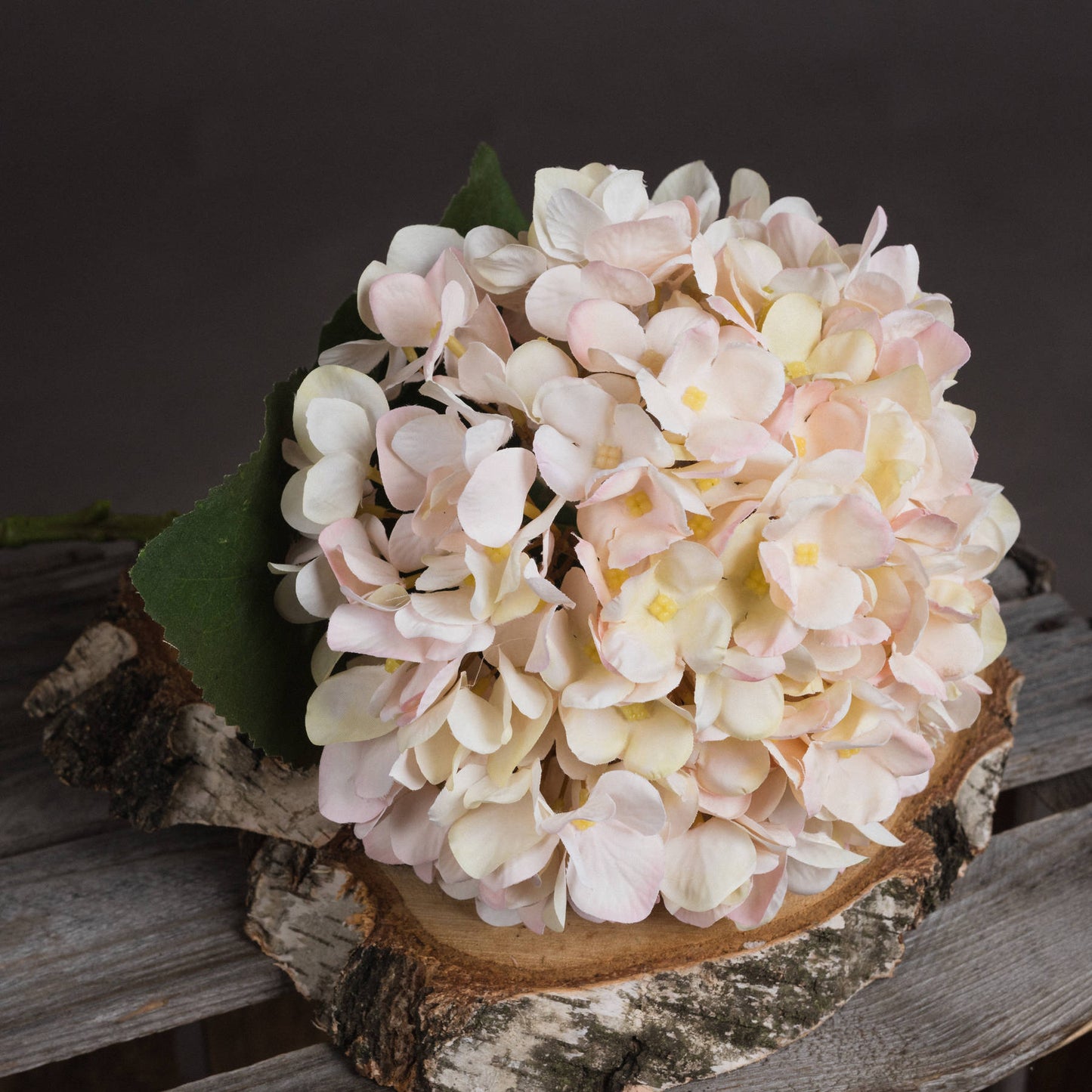 Autumn-white-hydrangea-colour-detail