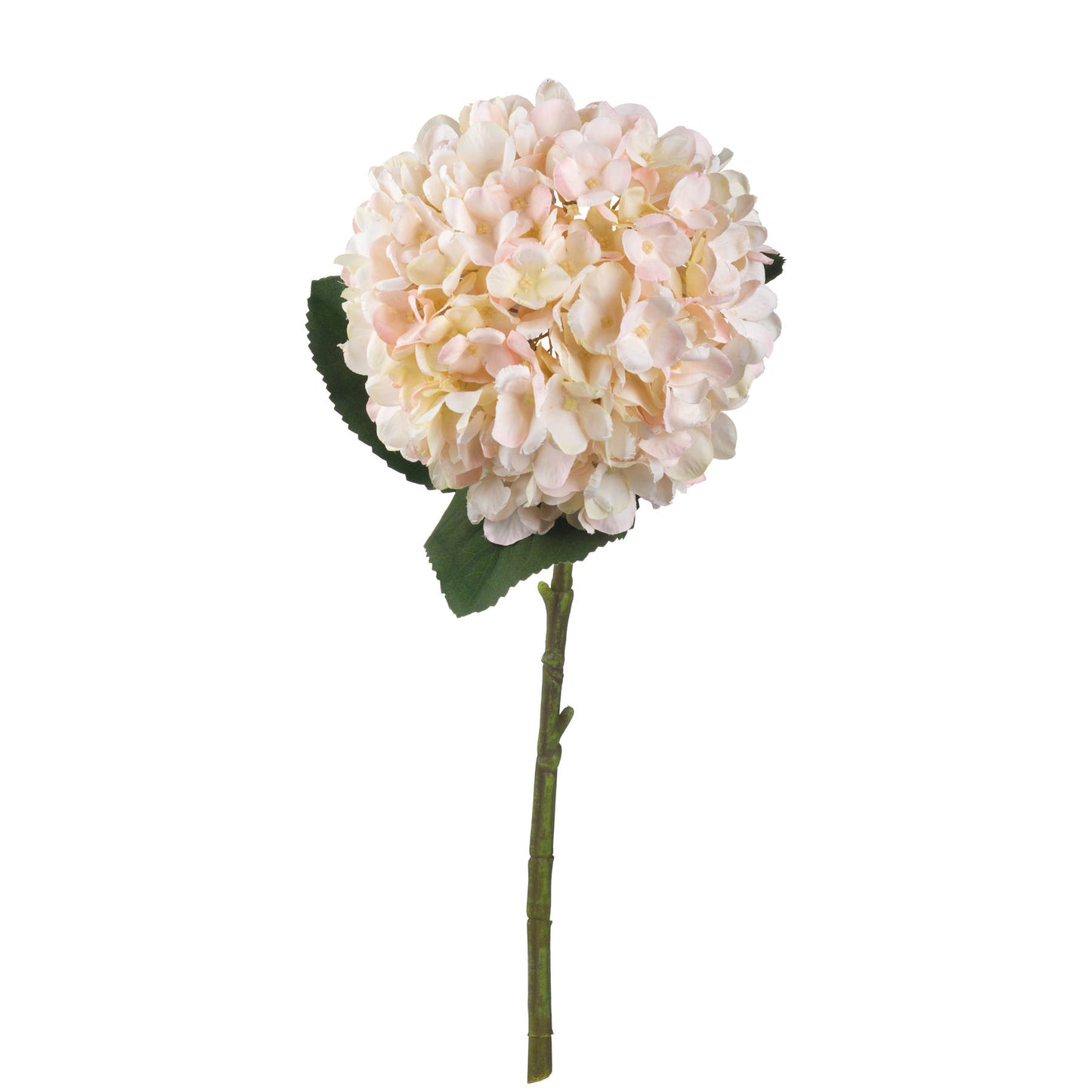 Autumn-white-hydrangea-single-stem