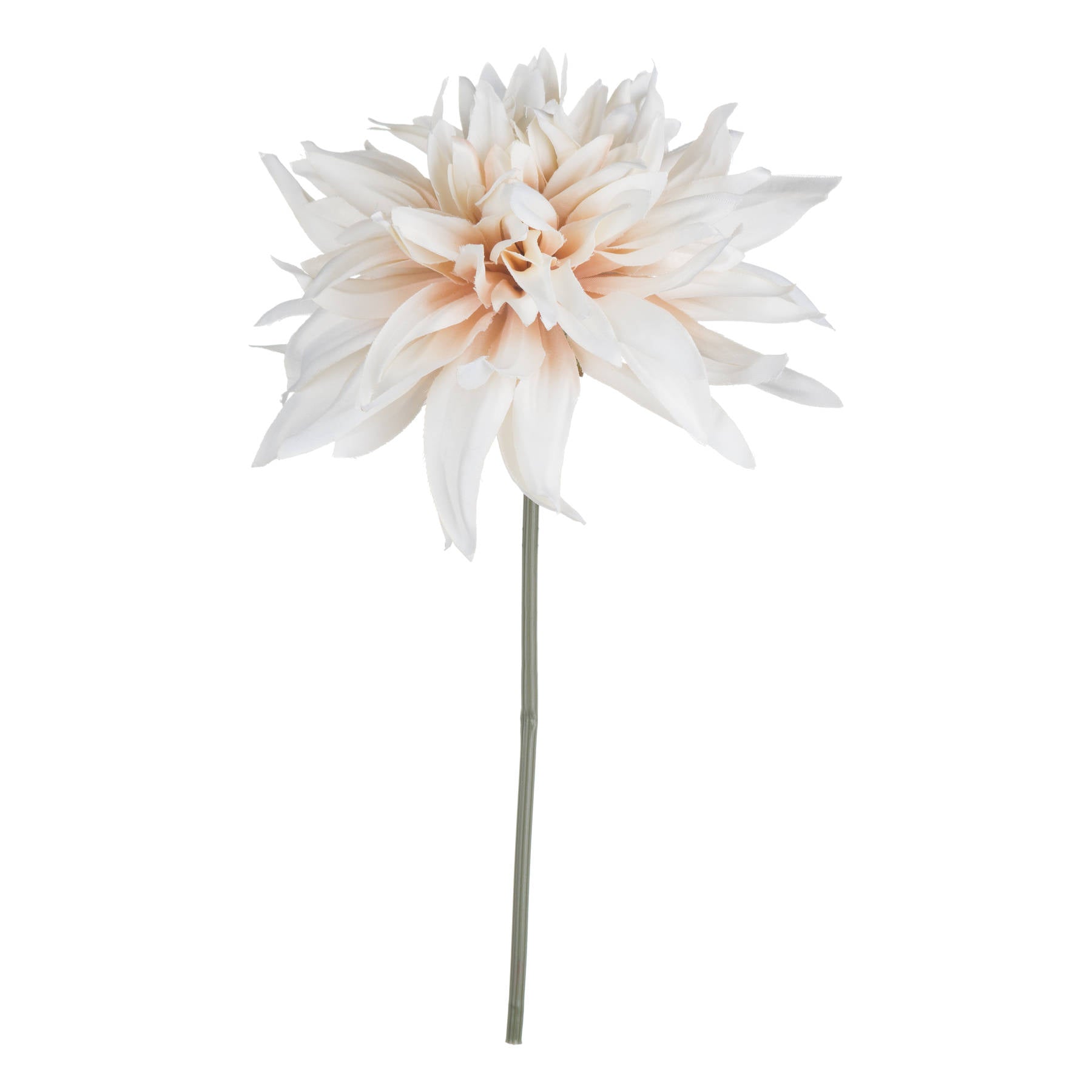 Café-au-lait-flower-single-stem