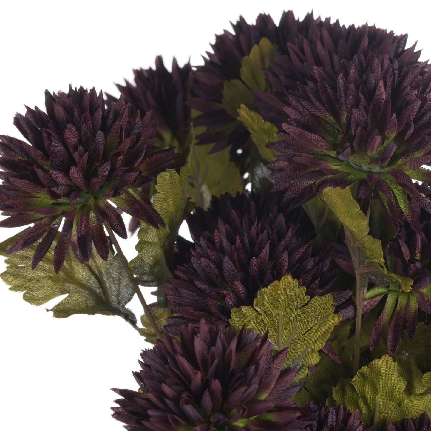 Chocolate-chrysanthemum-detail