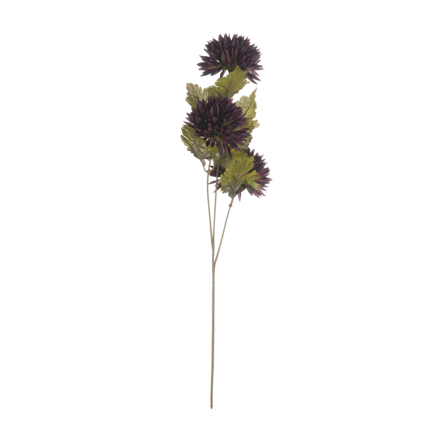 Chocolate-chrysanthemum-single-stem