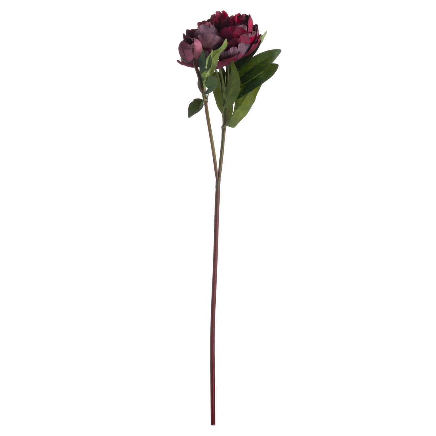 Burgundy-peony-rose-single-stem