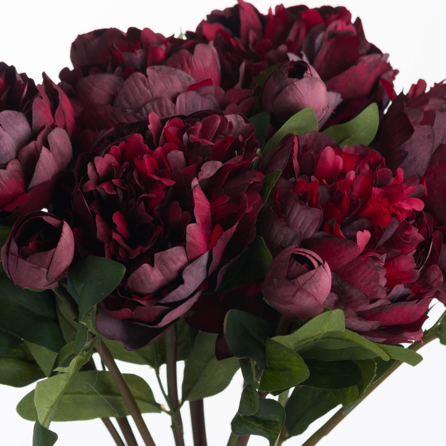 Burgundy-peony-rose-colour