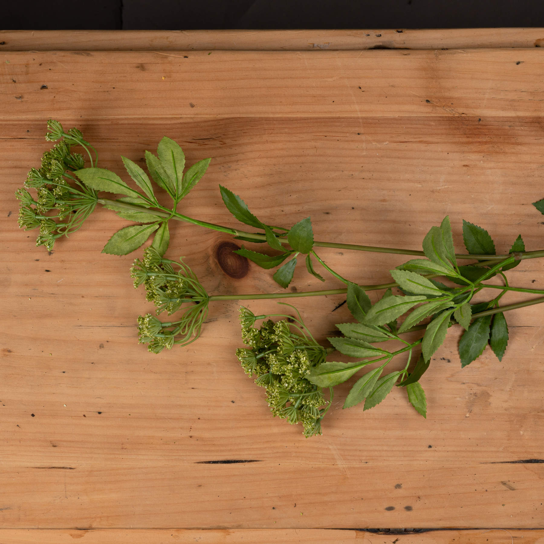 Faux-cow-parsley-Ammi-display