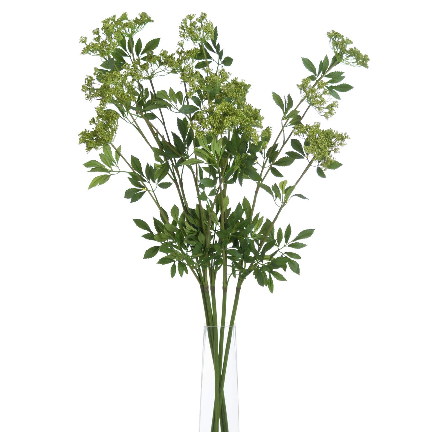 Faux-cow-parsley-Ammi-detail