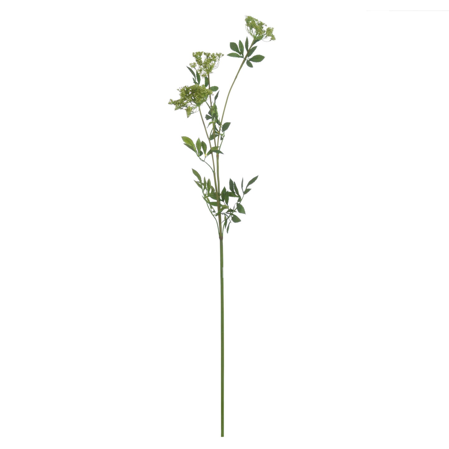 Faux-cow-parsley-Ammi-single-stem