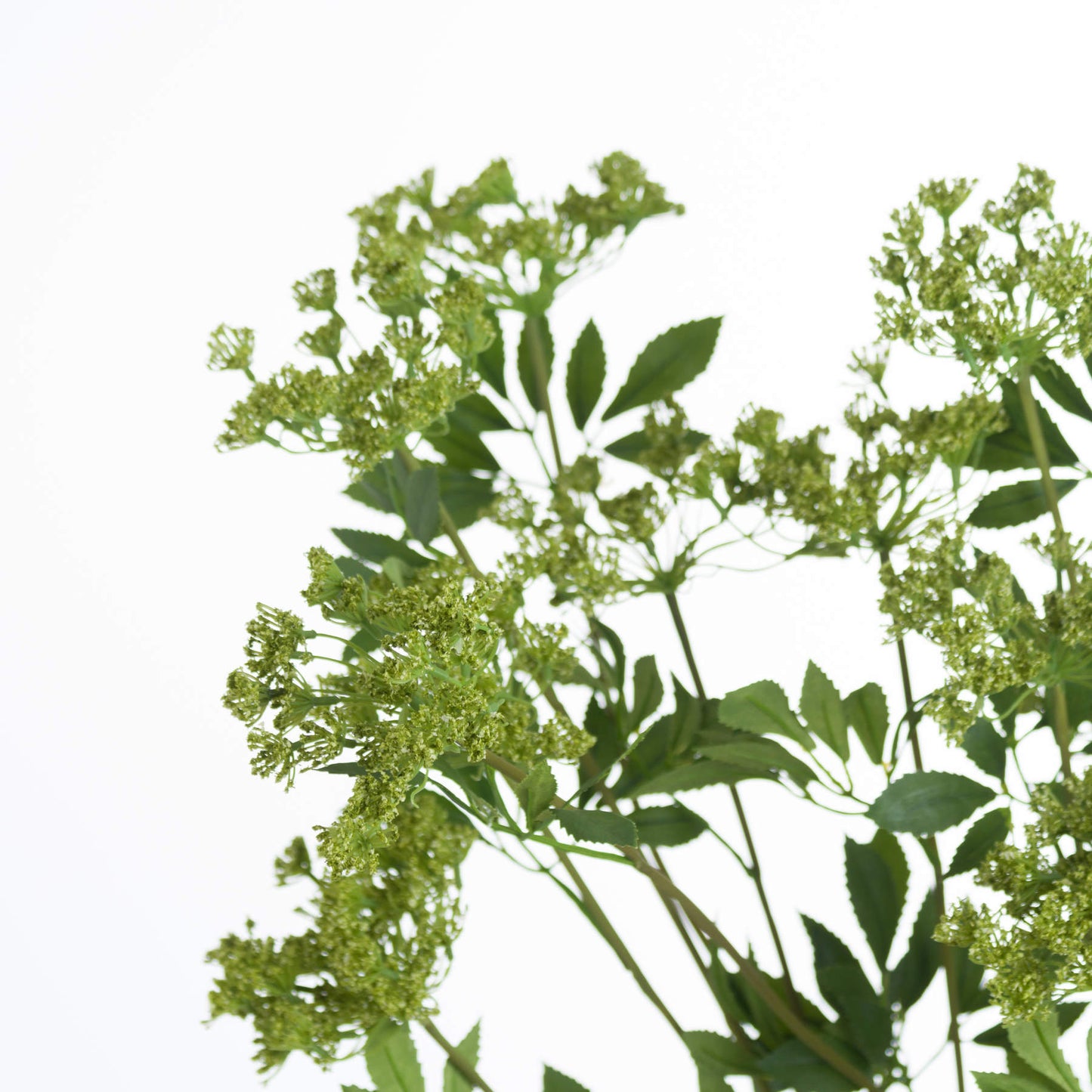 Faux-cow-parsley-Ammi-colour