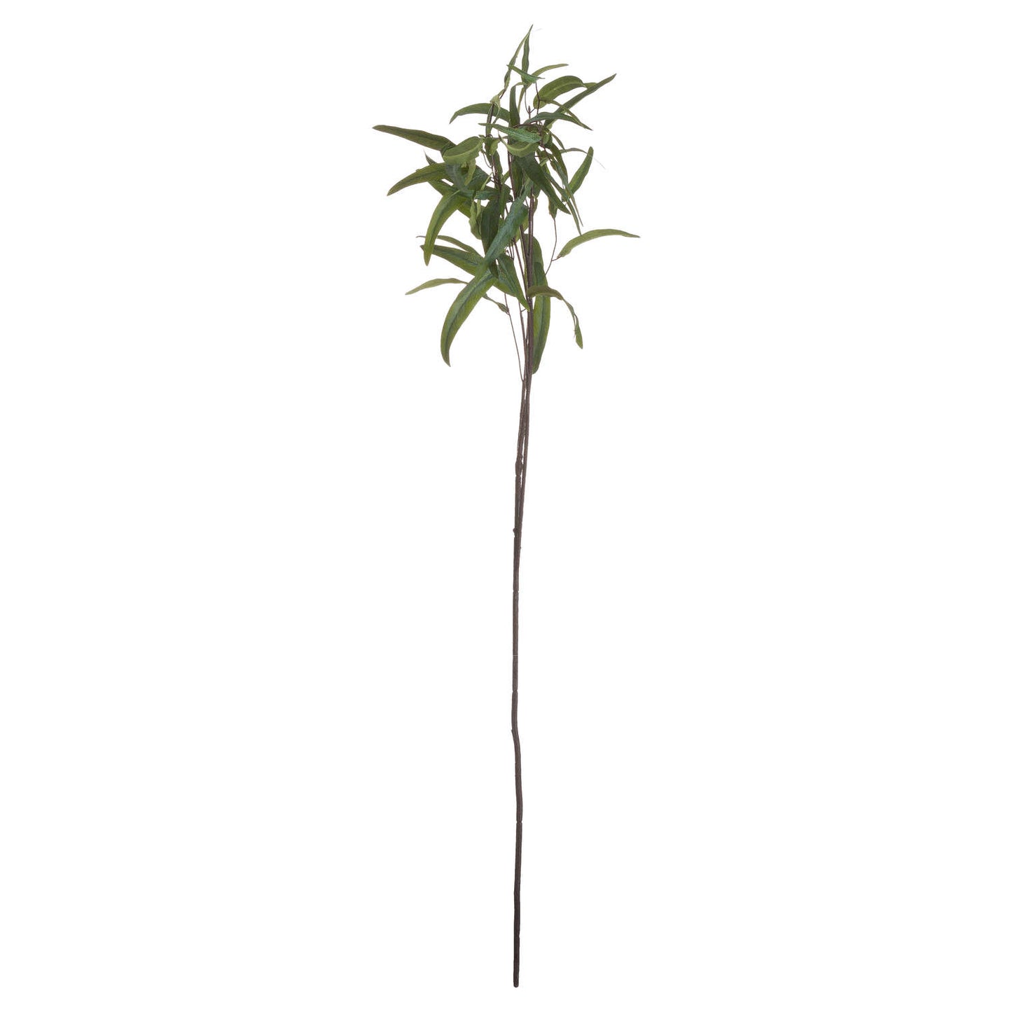 Eucalyptus-nicholii-spray-single-stem