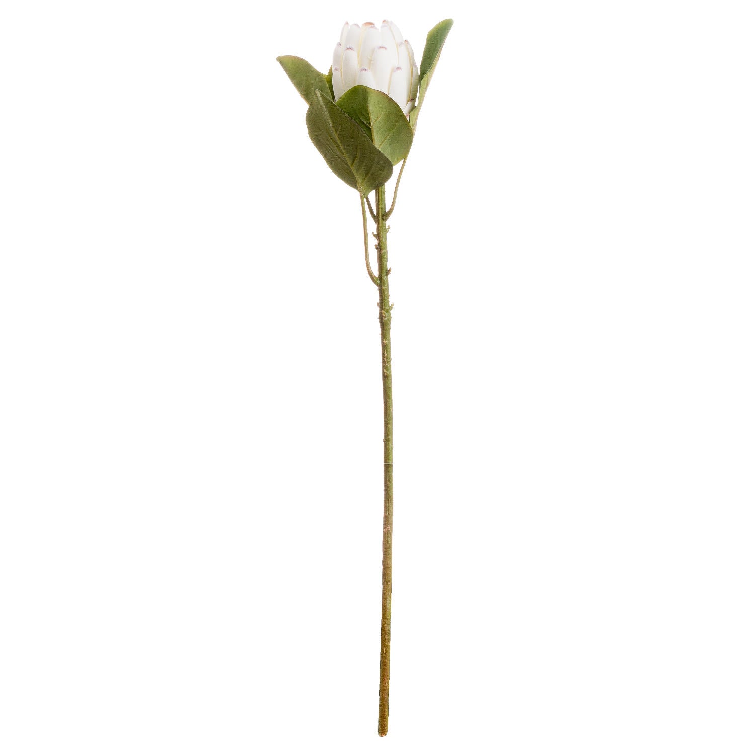 Closed-white-protea-single-stem