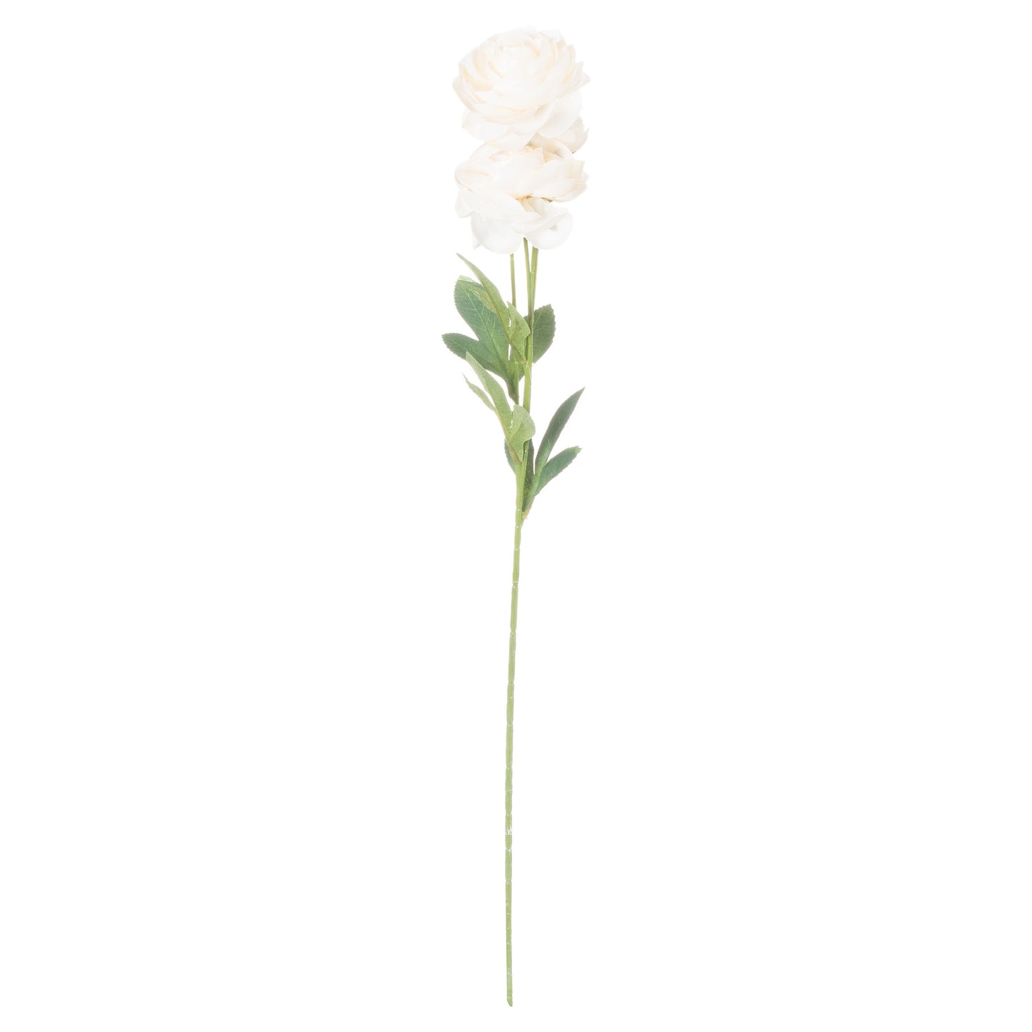 Cream-ranunculus-single-stem