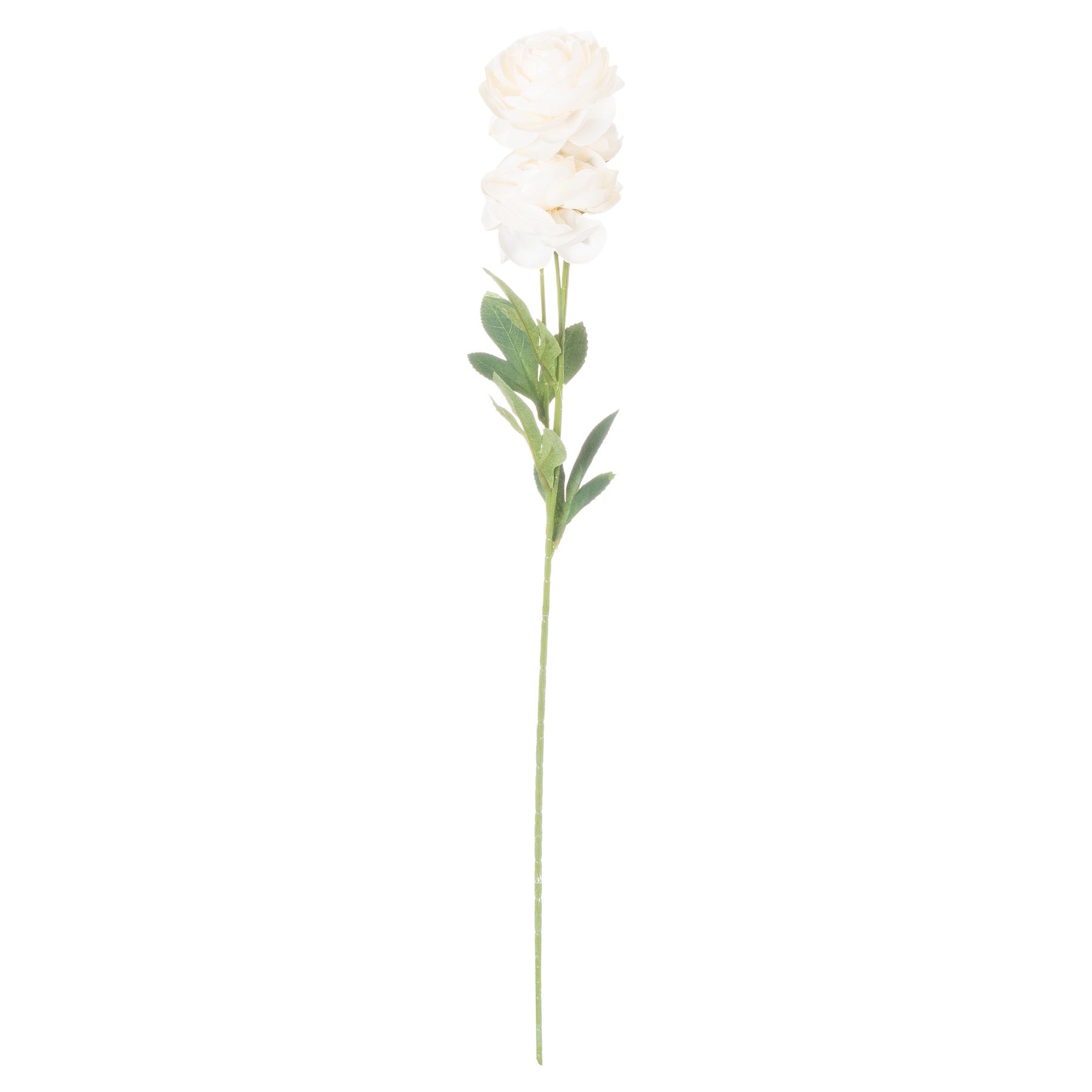 Cream-ranunculus-single-stem