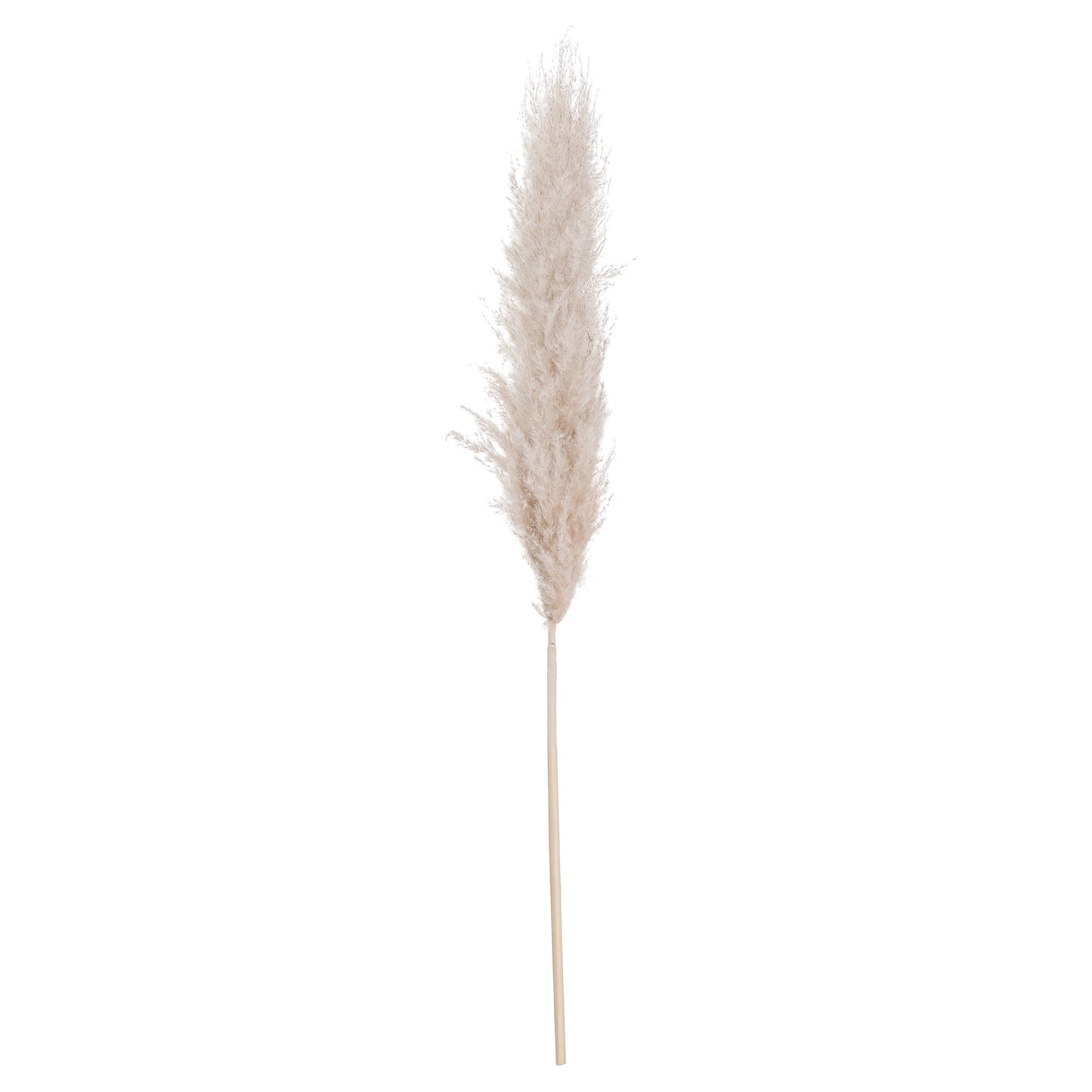 Cream-pampas-grass-single