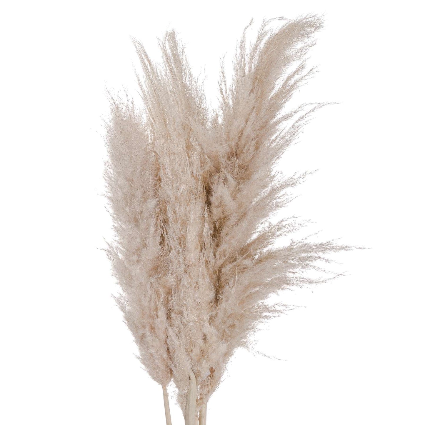 Cream-pampas-grass