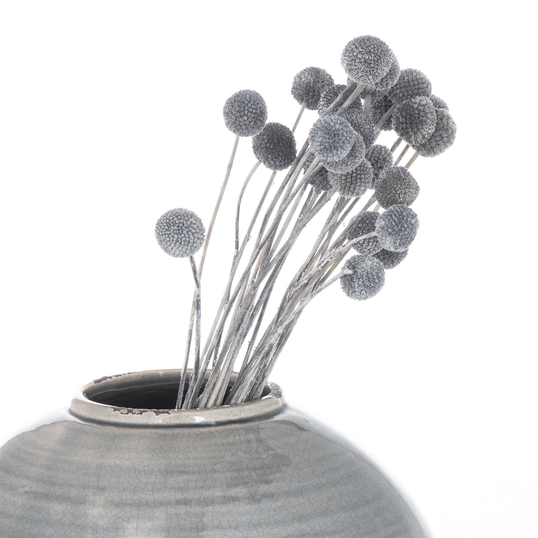 Dried-grey-billy-ball-bunch-of-20-decorative