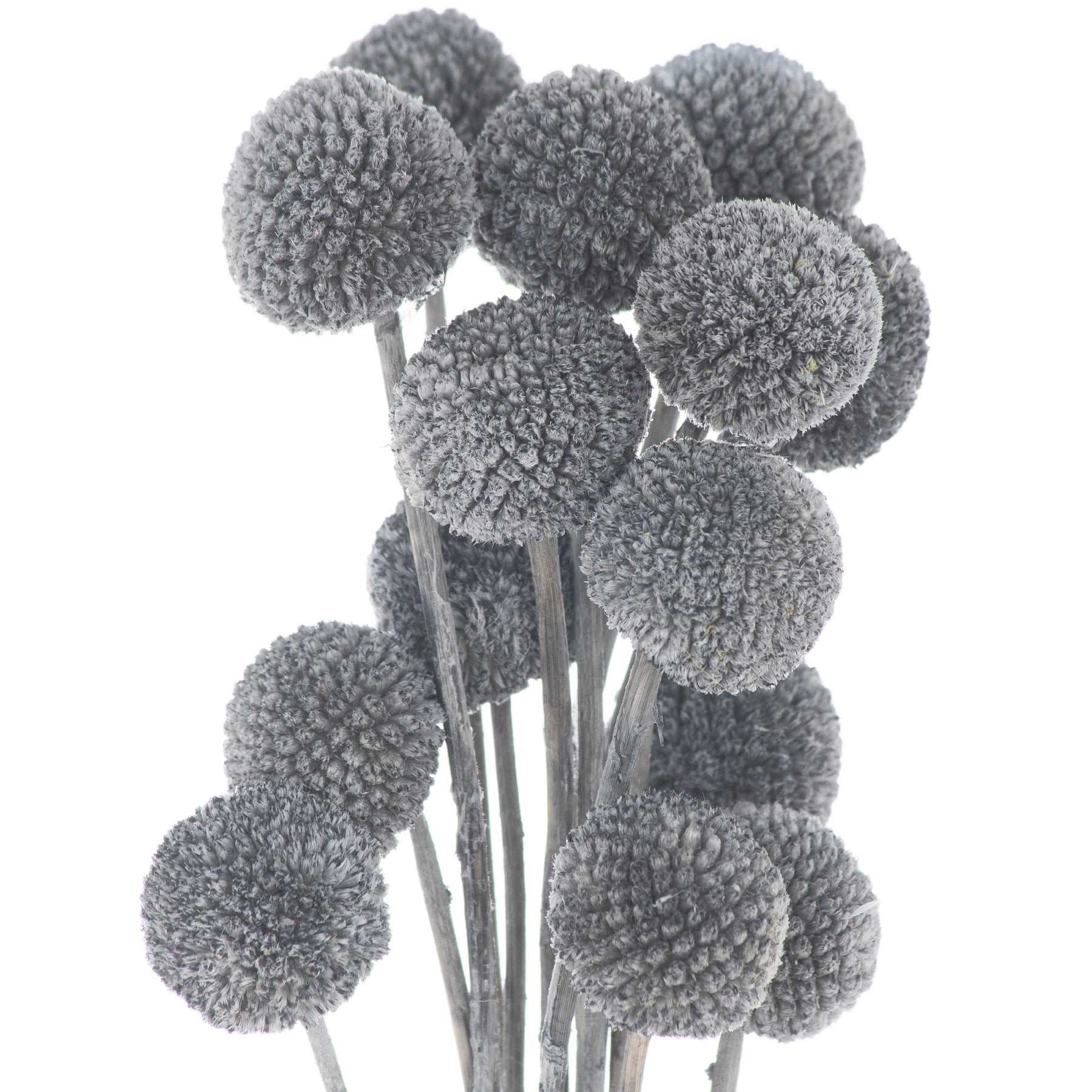 Dried-grey-billy-ball-bunch-of-20