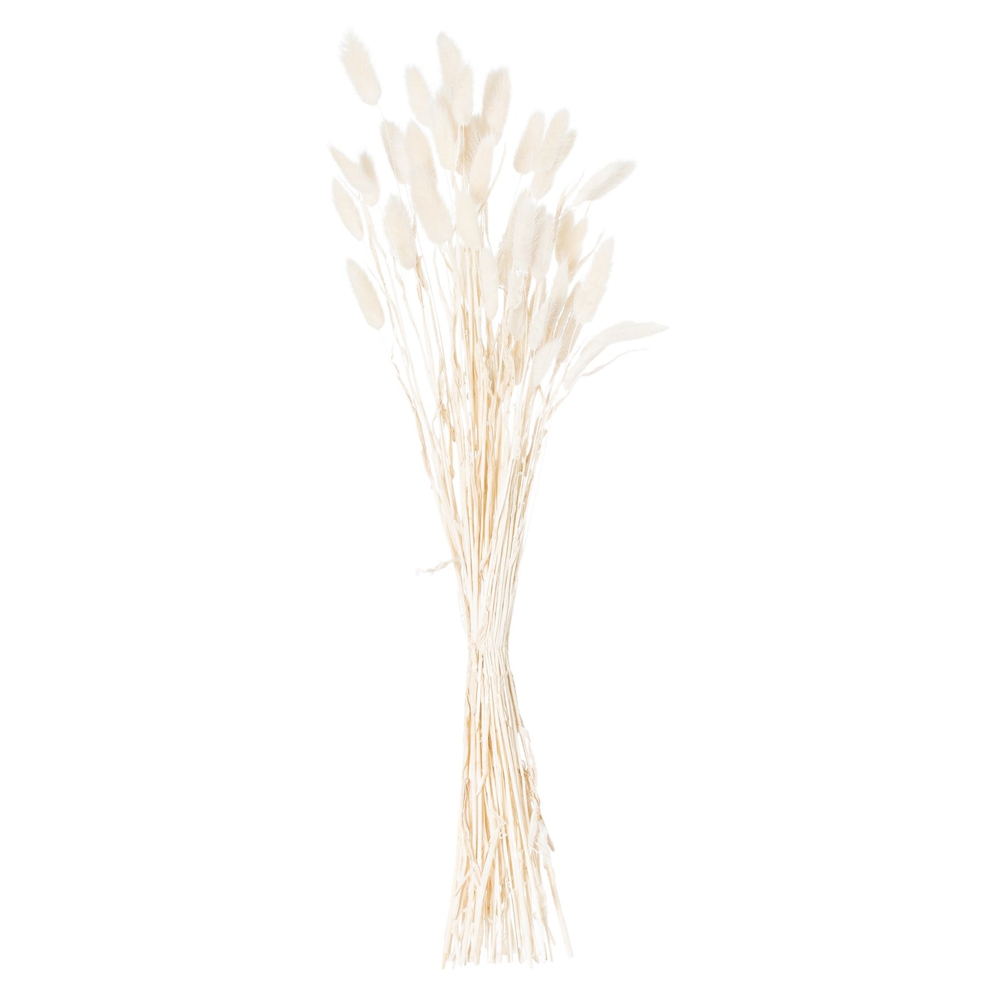 Dried-white-bunny-tail-bunch-of-60-bunch