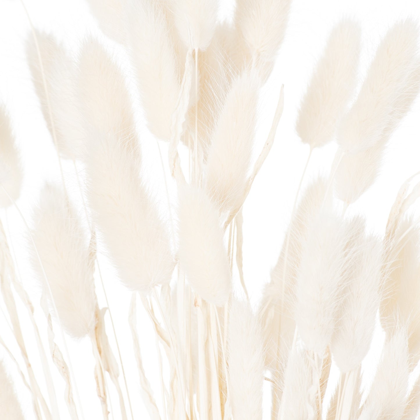 Dried-white-bunny-tail-bunch-of-60-detail