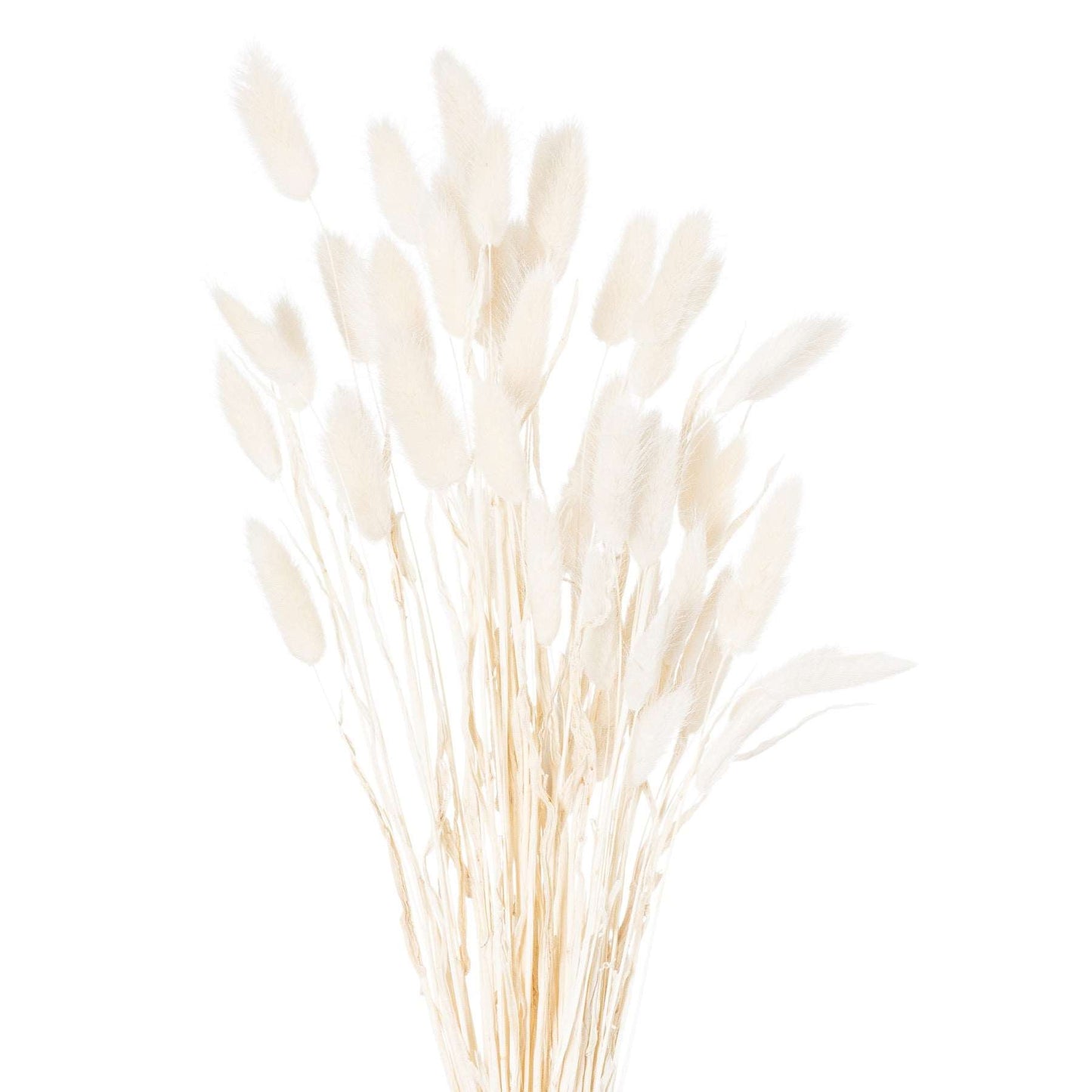 Dried-white-bunny-tail-bunch-of-60