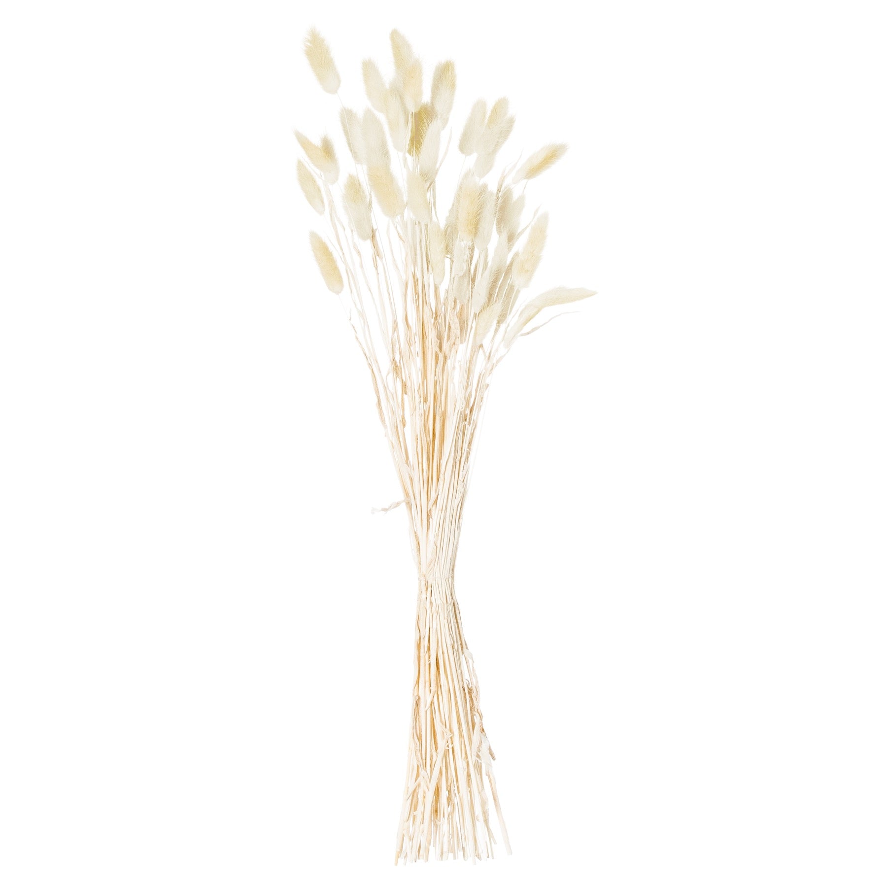 Dried-natural-bunny-tail-bunch-of-40-bunch