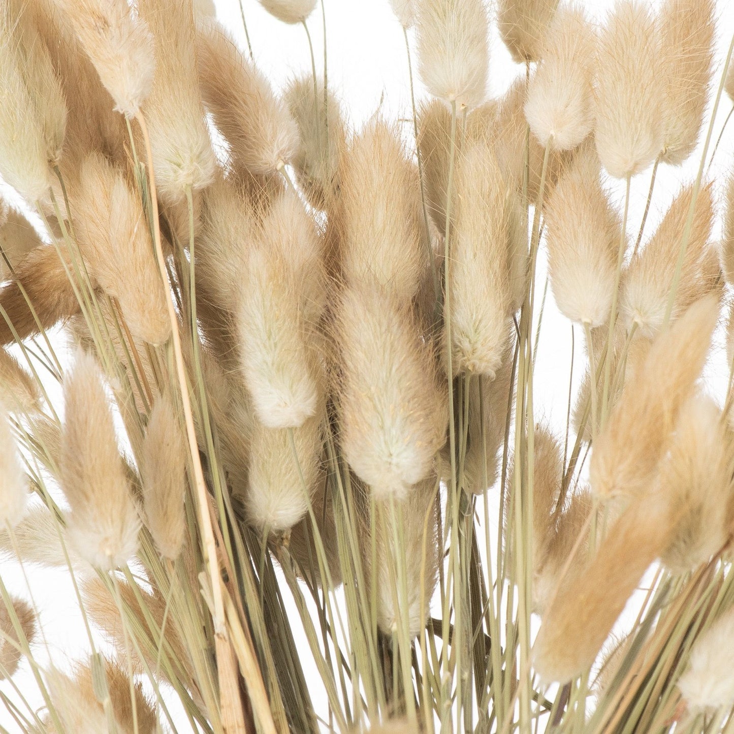 Dried-natural-bunny-tail-bunch-of-40-detail