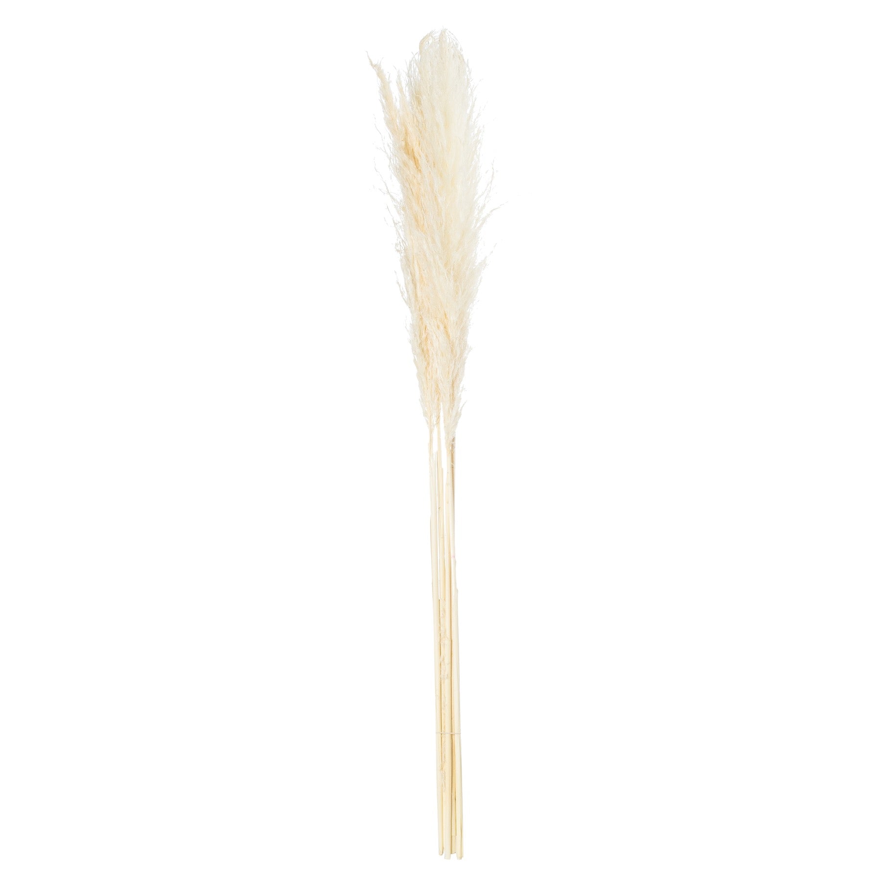 Cream-pampas-grass