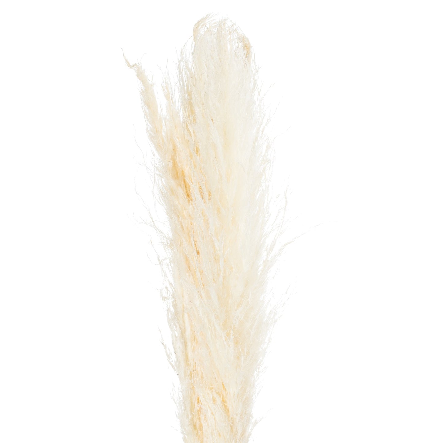 Cream-pampas-grass-stem-detail