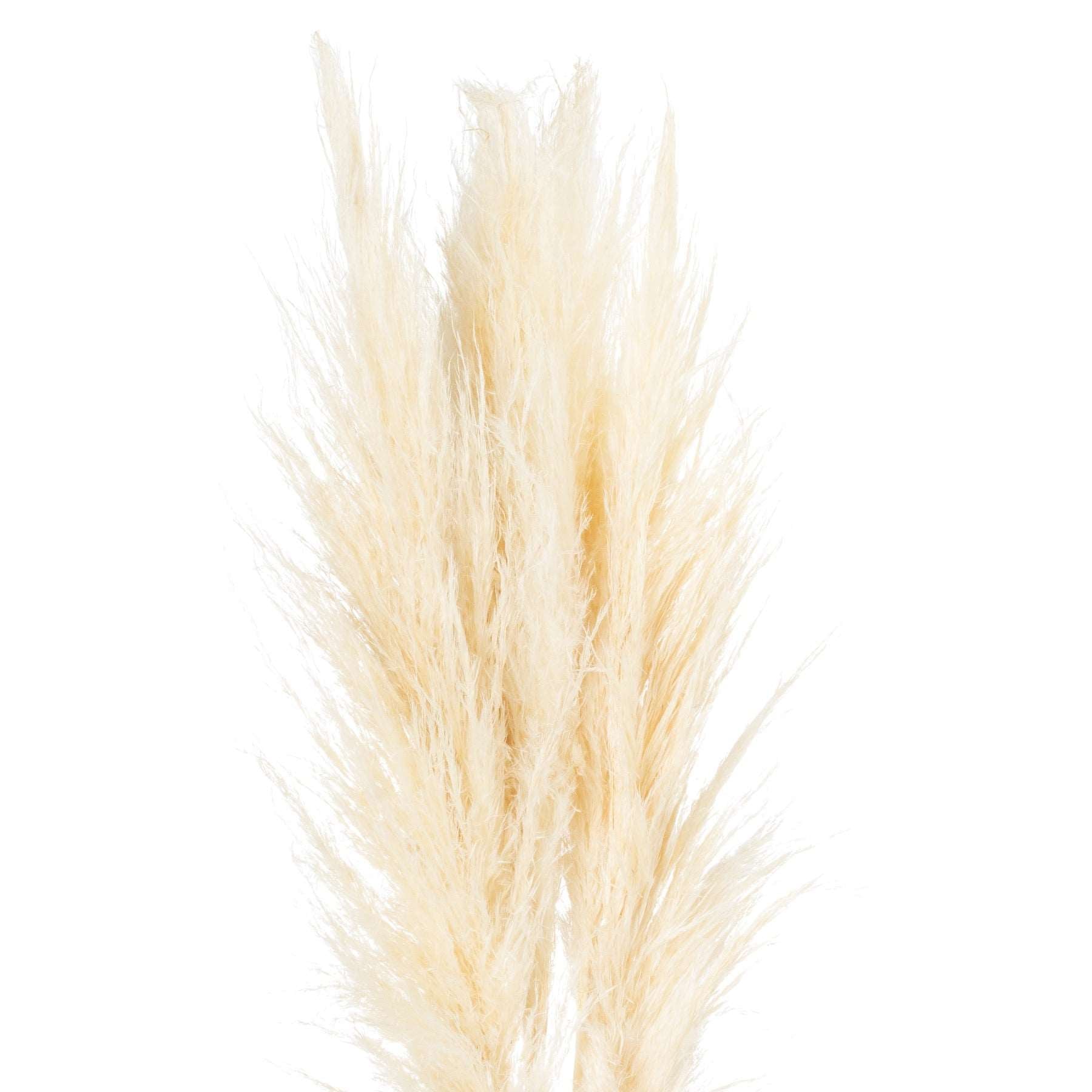 Cream-pampas-grass-stem