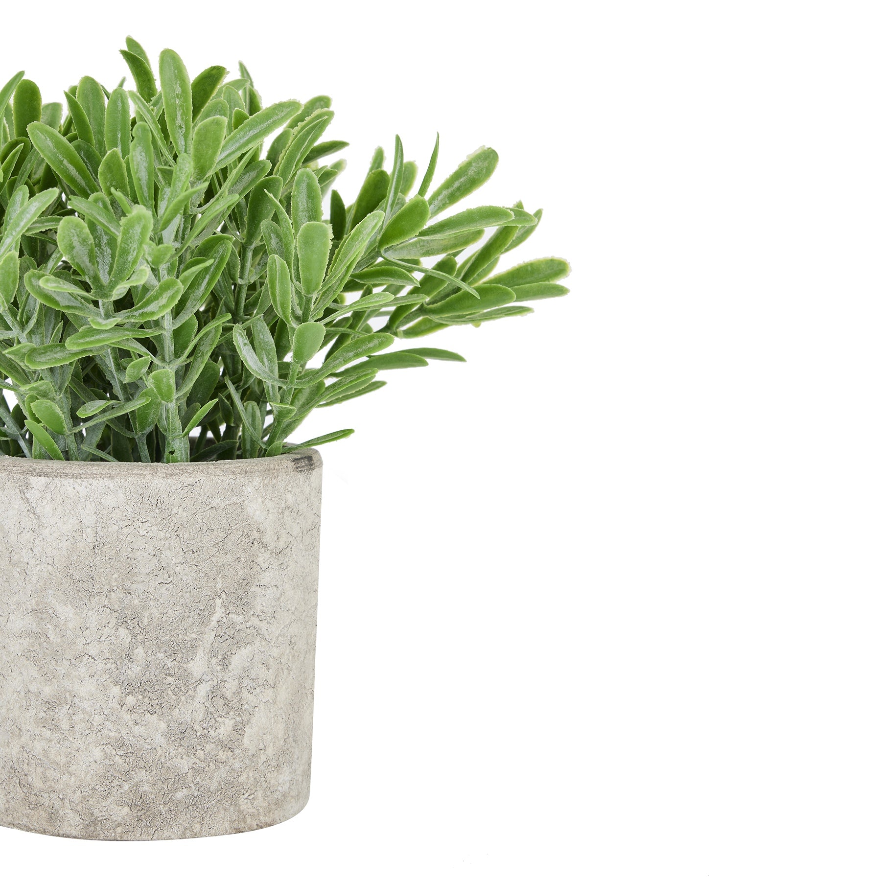 Buxus -plant-in-stone-effect-pot-detail