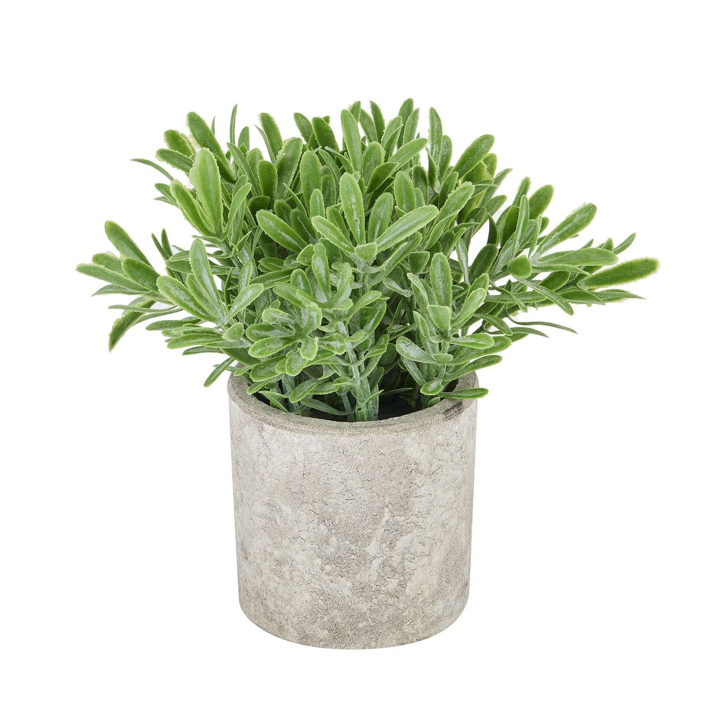 Buxus -plant-in-stone-effect-pot