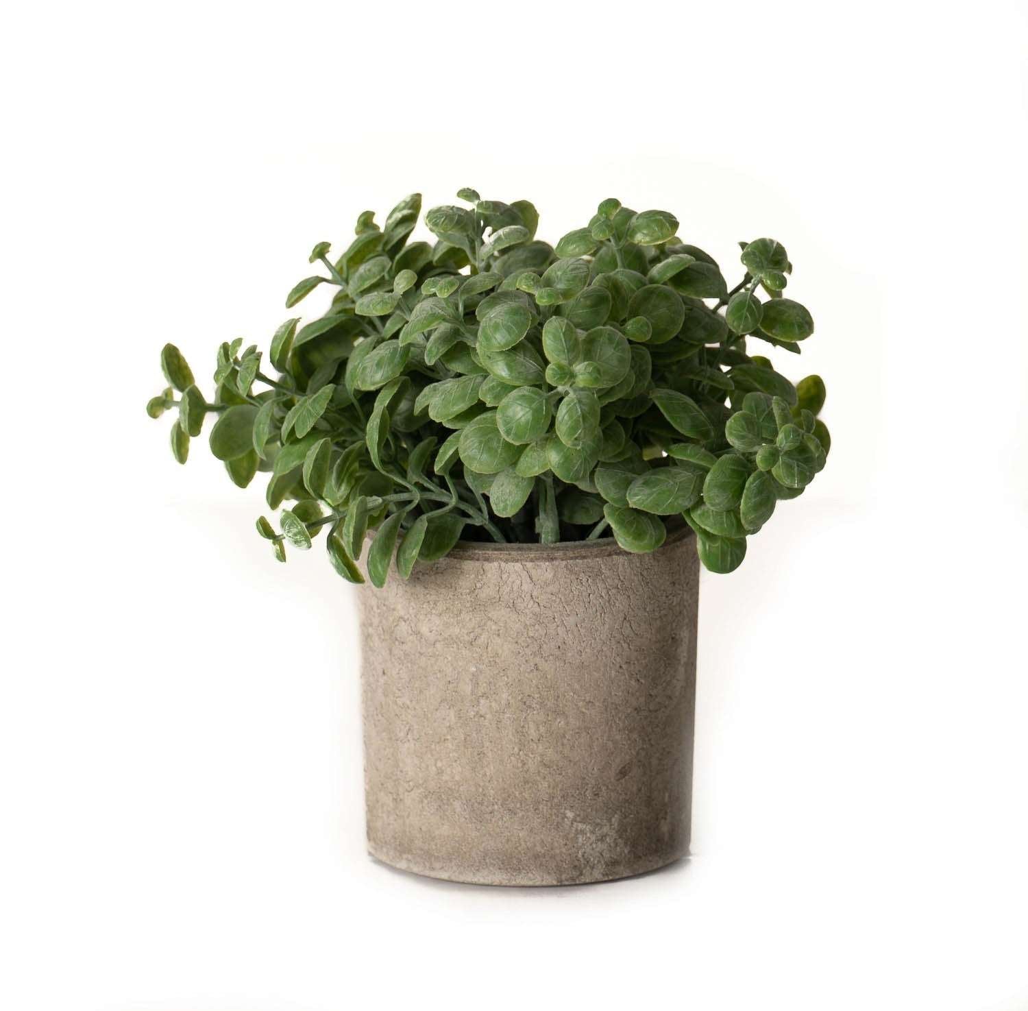 Basil-plant-stone-effect-pot