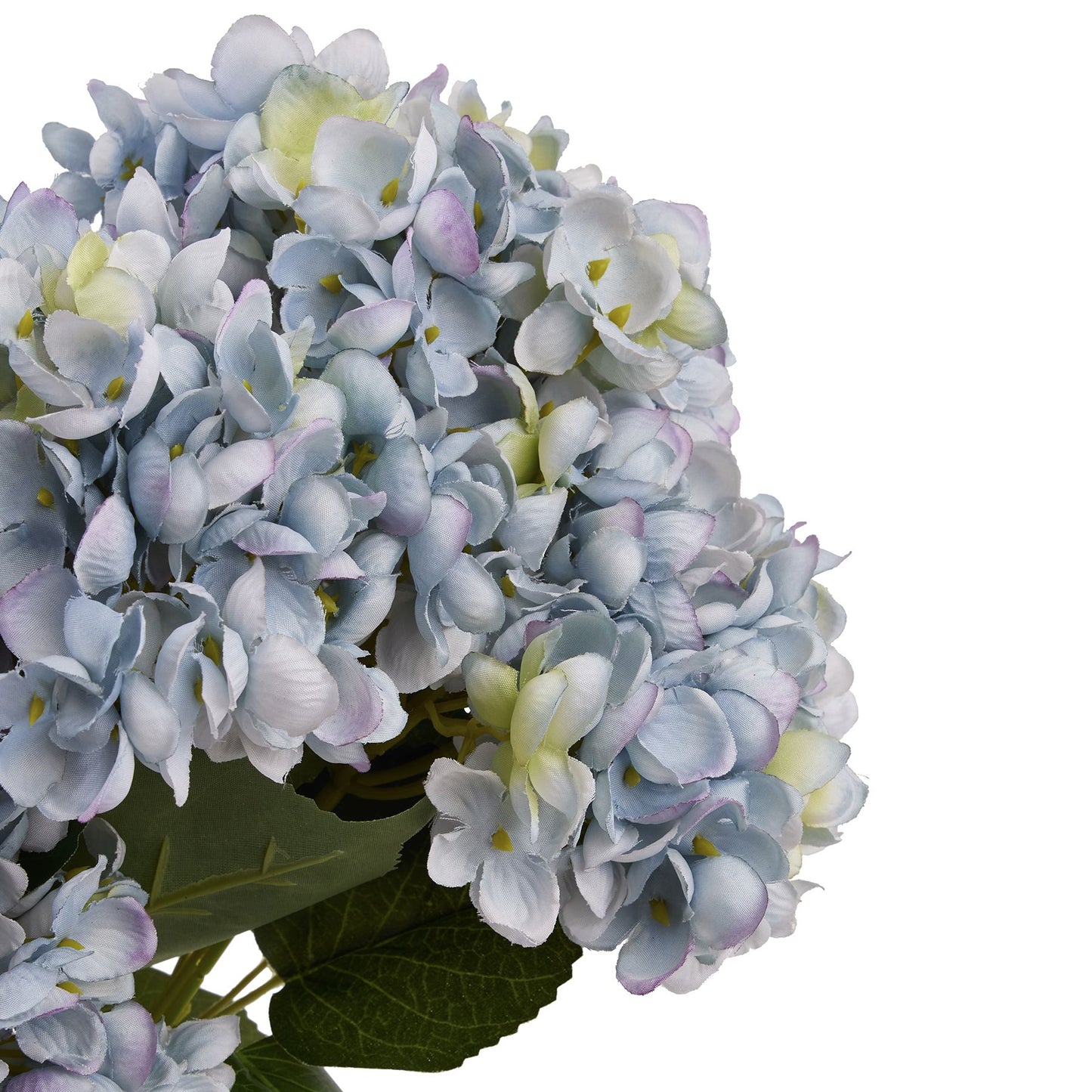 Blue-hydrangea-bunch-colour