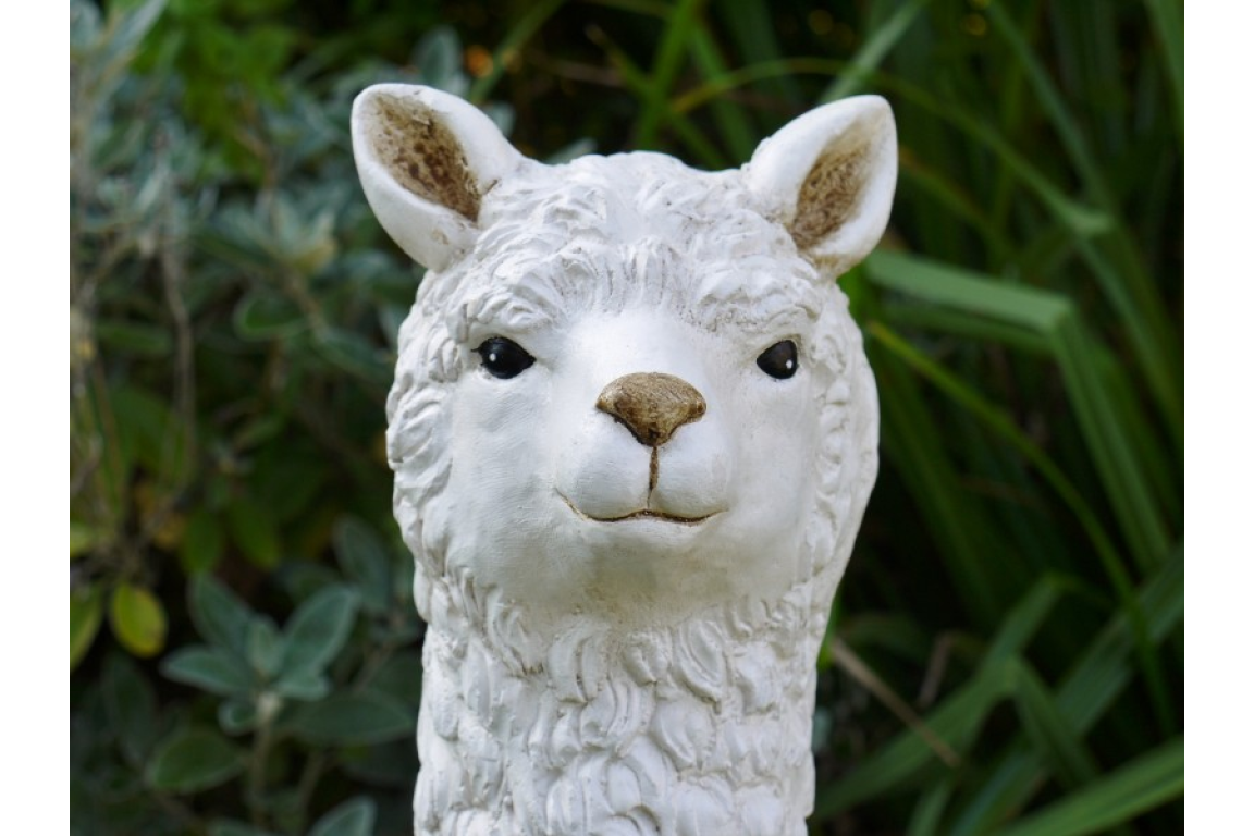 Llama-white-close-up