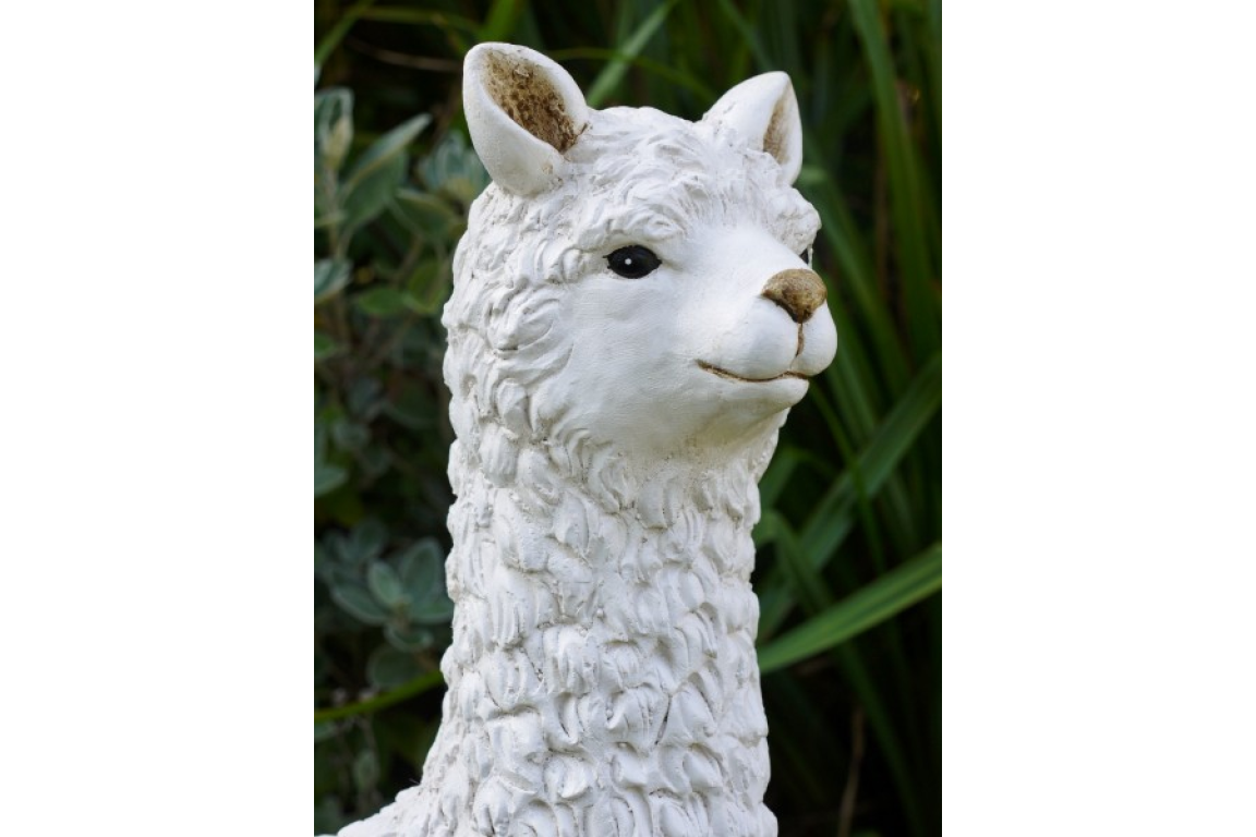 Llama-white-detail