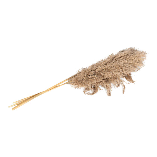 Naturally Dried Pampass Grass Stem 79cm