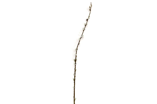 Pussy Willow Stem