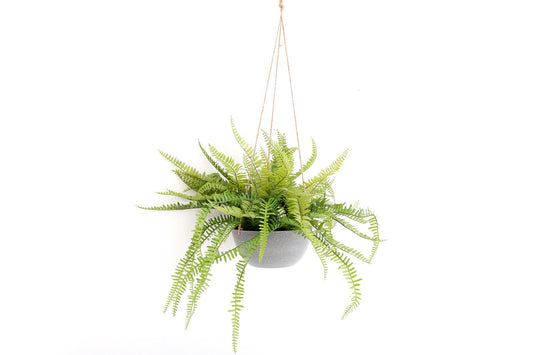 Hanging Fern In Pot