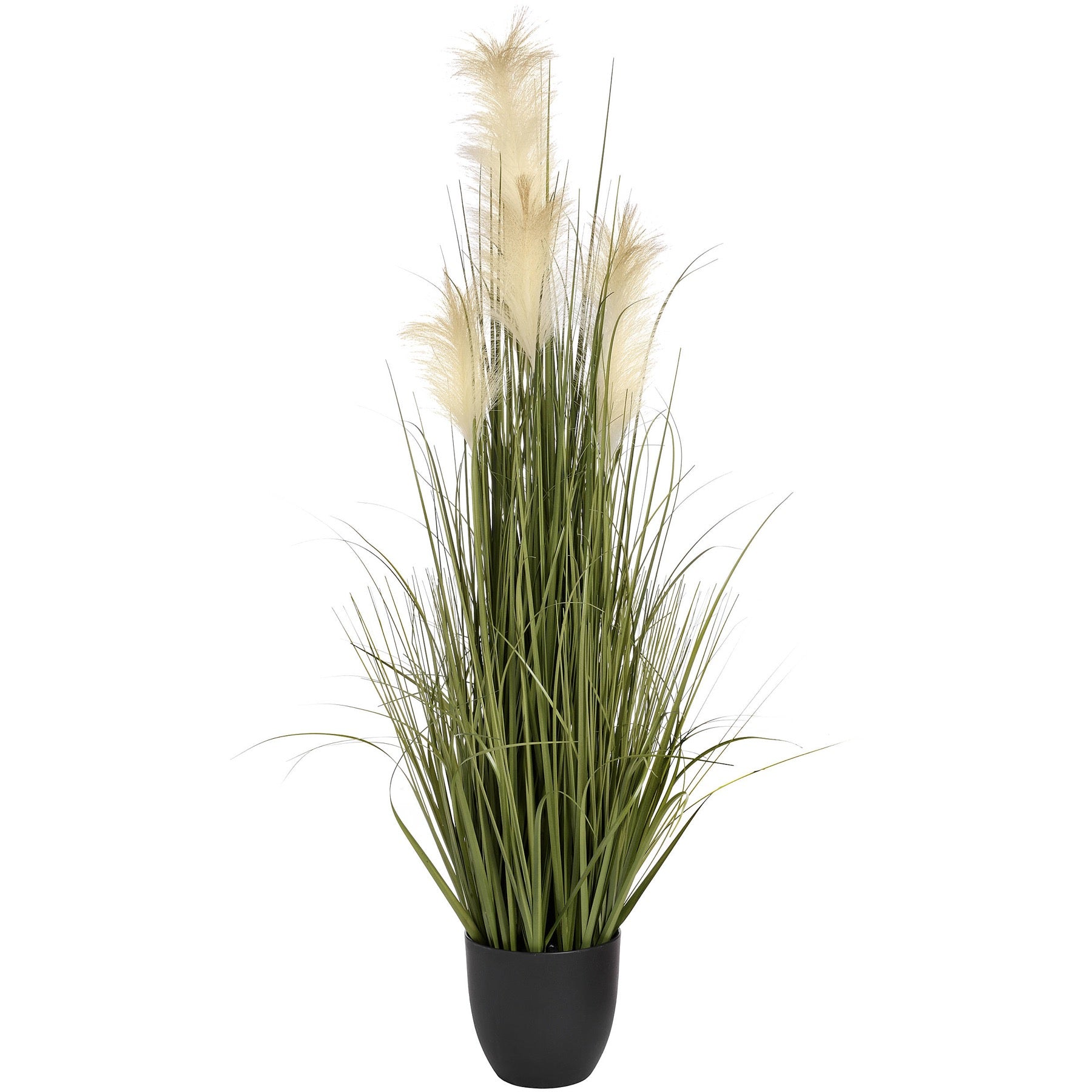 Pampas Grass Bush